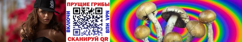 Купить закладки  Кимовск  Псилоцибиновые грибы Cubensis 